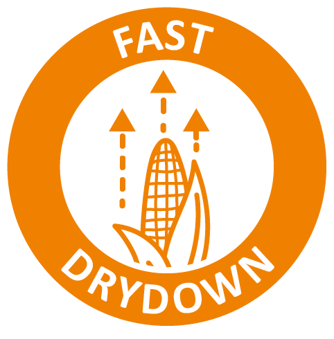 fast drydown