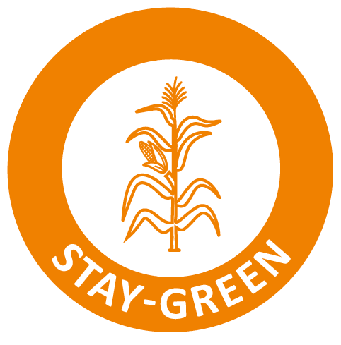 stay green