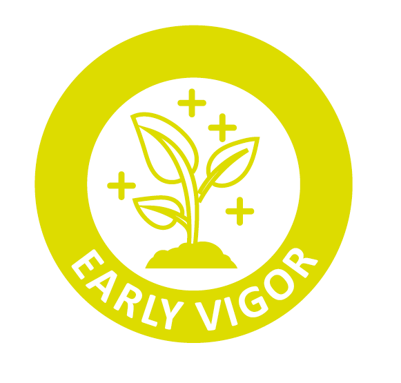 Early Vigor