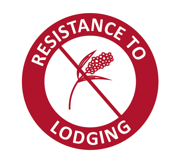 resistance_lodging