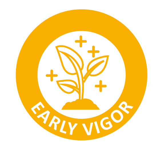 early vigor